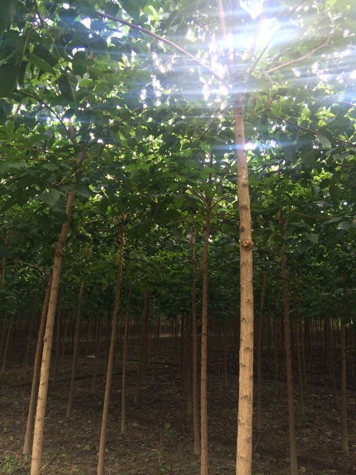 水杉種植基地